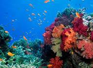 Largest network of marine reserves Australian Marine Conservation