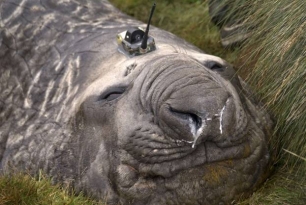 Seals with transistors