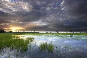 Ecosistema en desembocadura del Orinoco