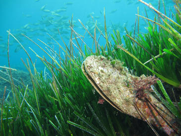 Anclas de los barcos amenzan Pinna nobilis